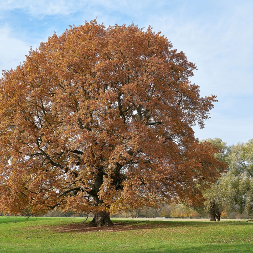 Quercus robur - Zomereik