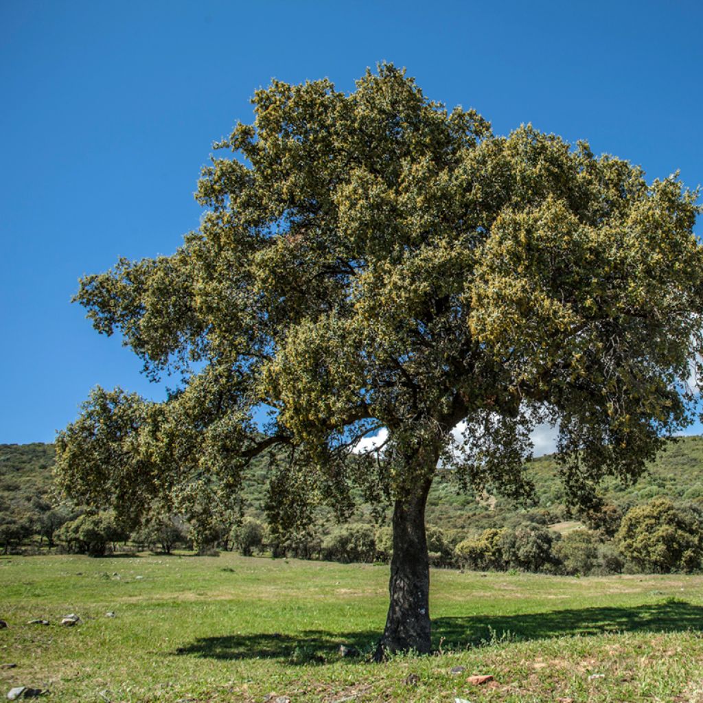 Quercus ilex - Steeneik