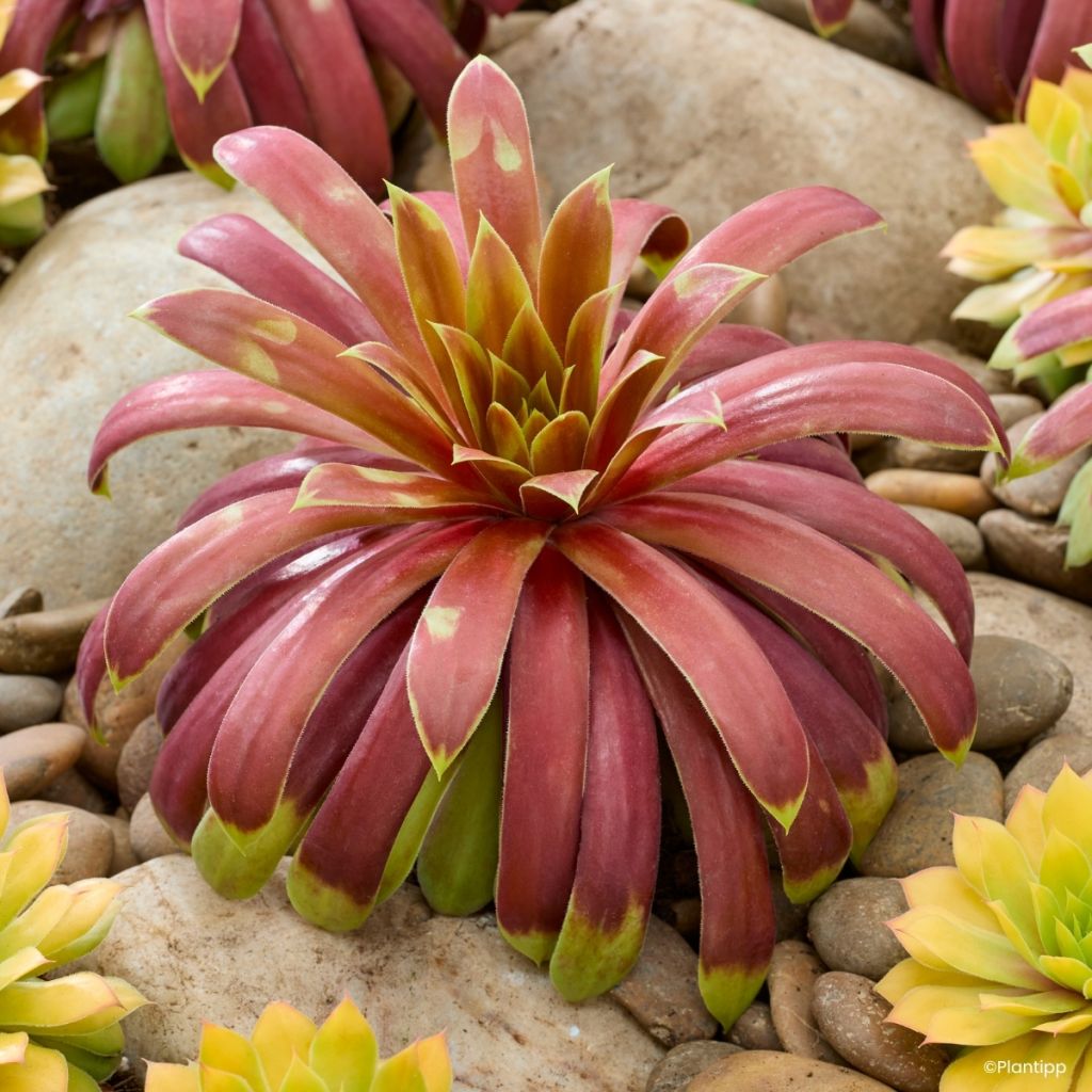 Sempervivum Chick Charms Giants Gold Mine - Huislook