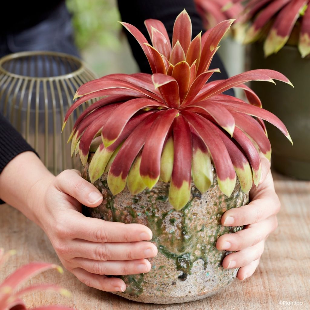 Sempervivum Chick Charms Giants Gold Mine - Huislook