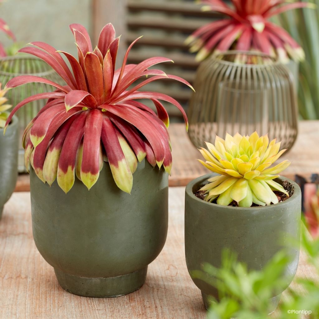 Sempervivum Chick Charms Giants Gold Mine - Huislook