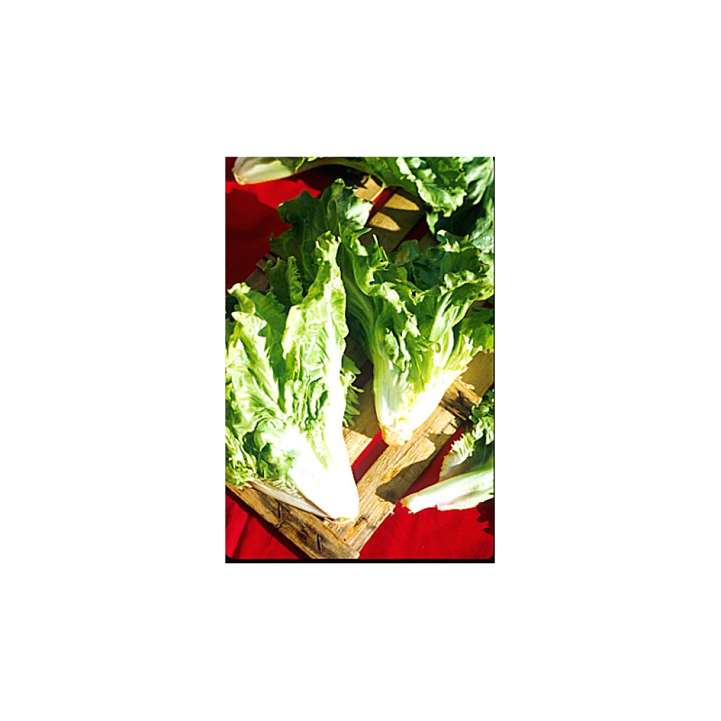 Breedbladige andijvie Cornet van Anjou