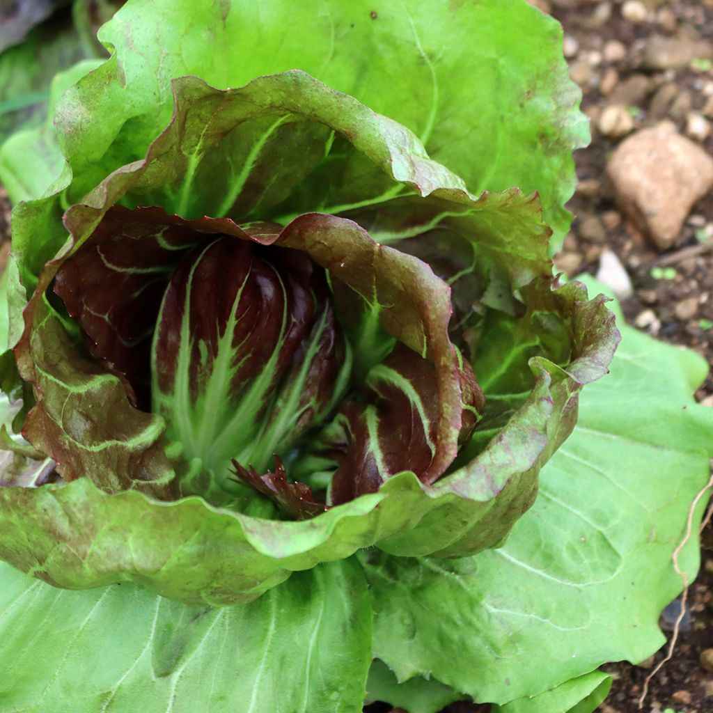 Roodlof Palla Rossa - Vilmorin