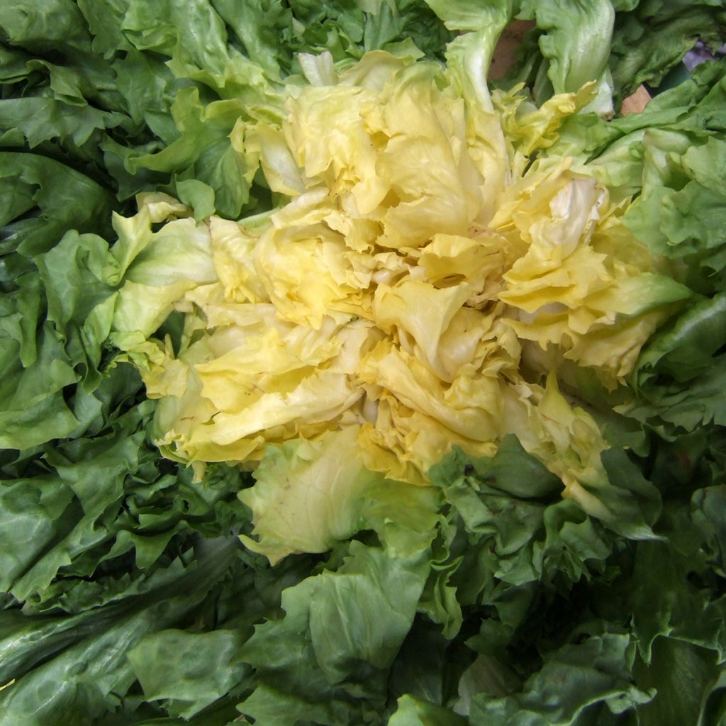 Andijvie Géante Maraîchère