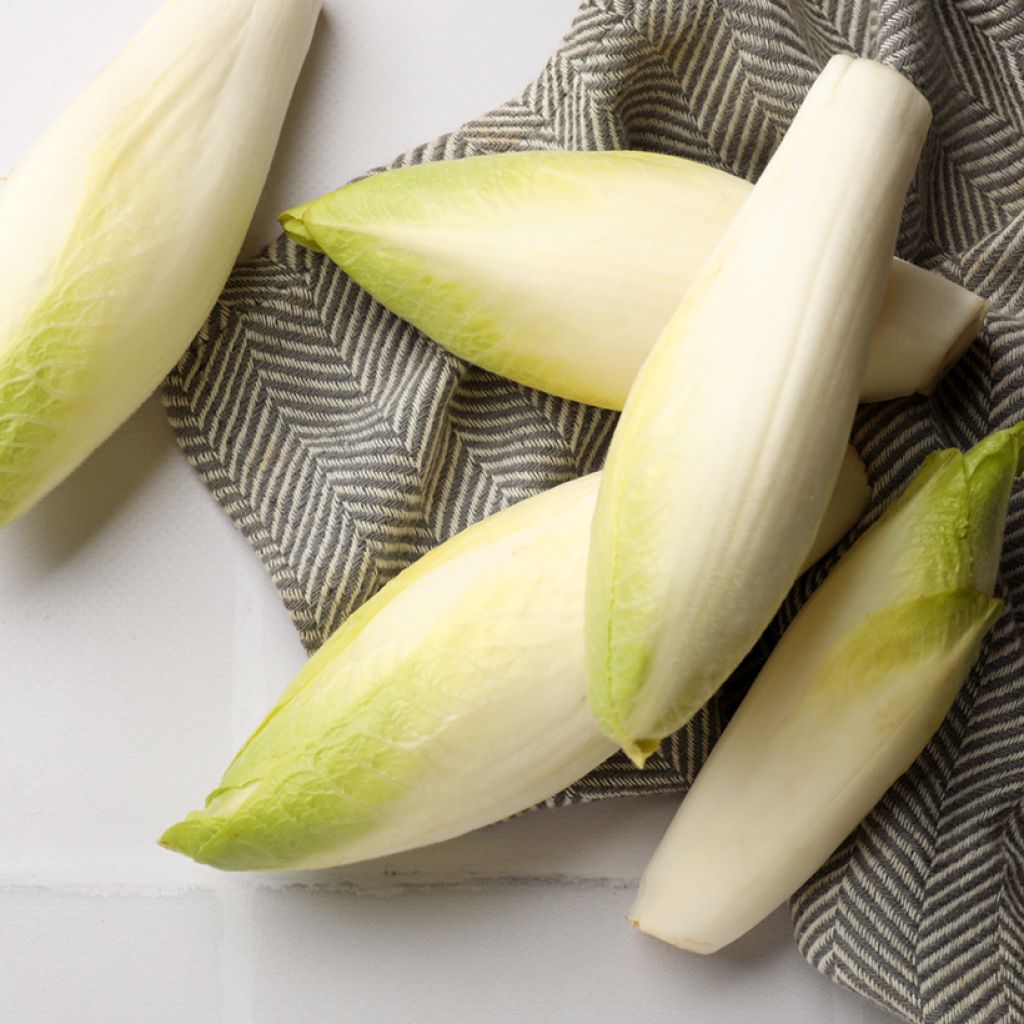 Witlof Normale Maraîchère