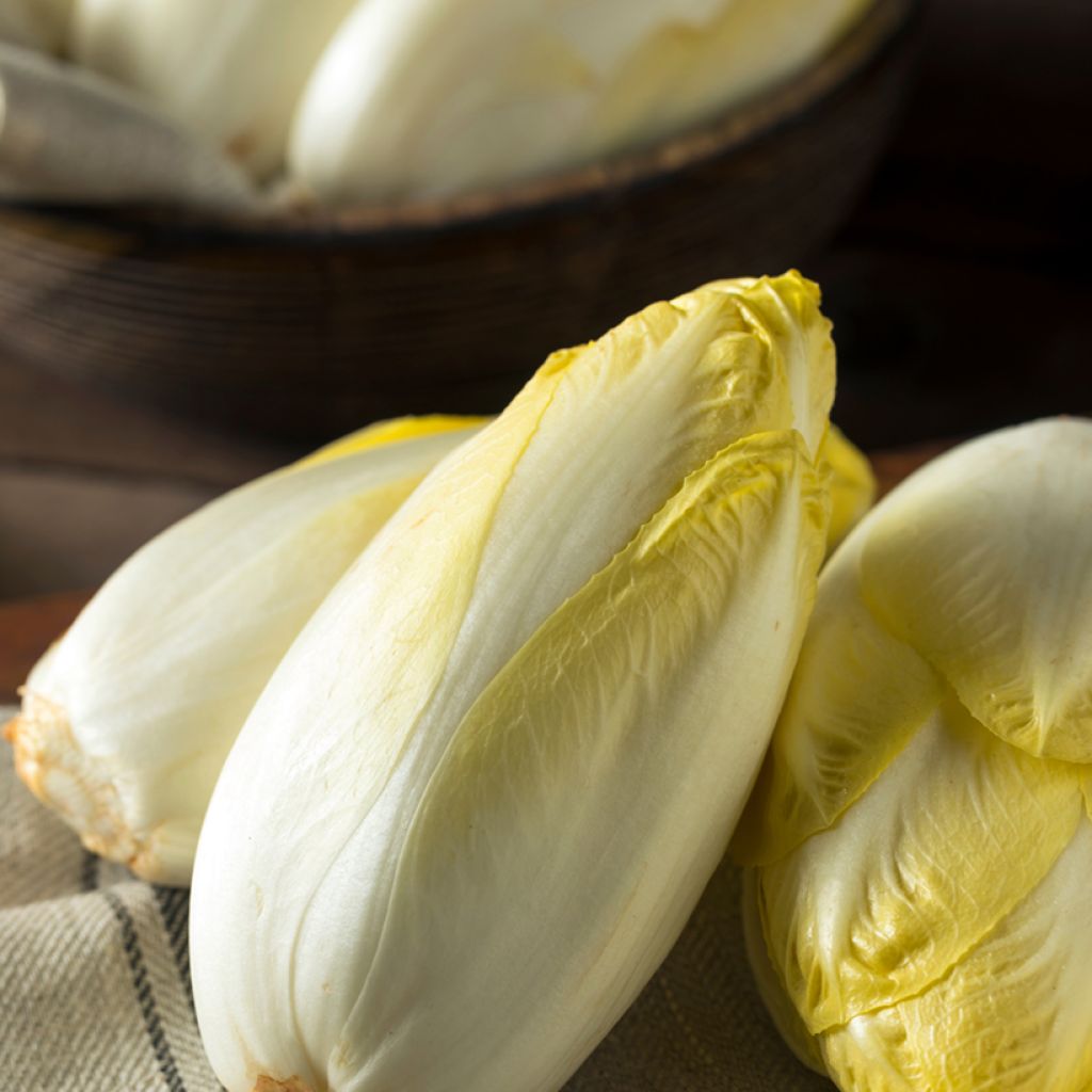 Witlof Van Brussel - Vilmorin