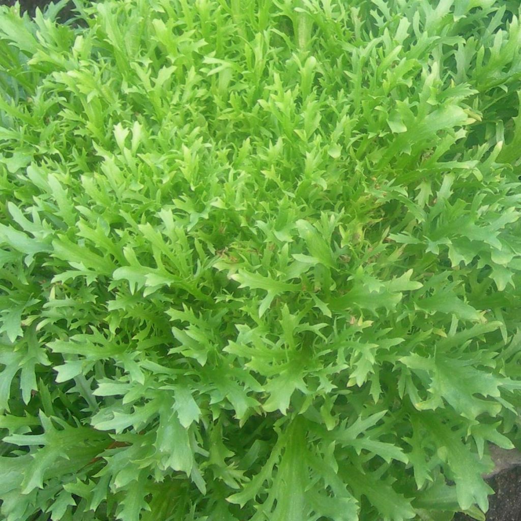Krulandijvie Minerva (jonge planten)