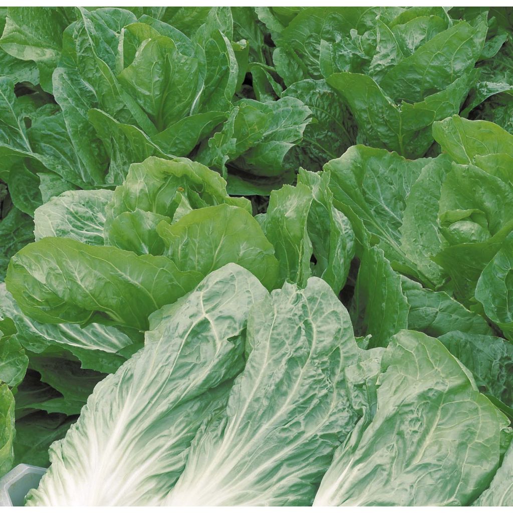 Chicorée pain de sucre Jupiter en plants