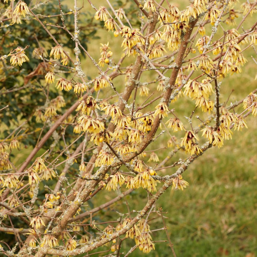 Chimonanthus praecox Grandiflorus - Meloenboompje