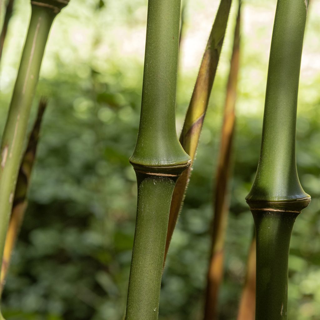 Chimonobambusa tumidissinoda Macrophylla - Wandelstokbamboe