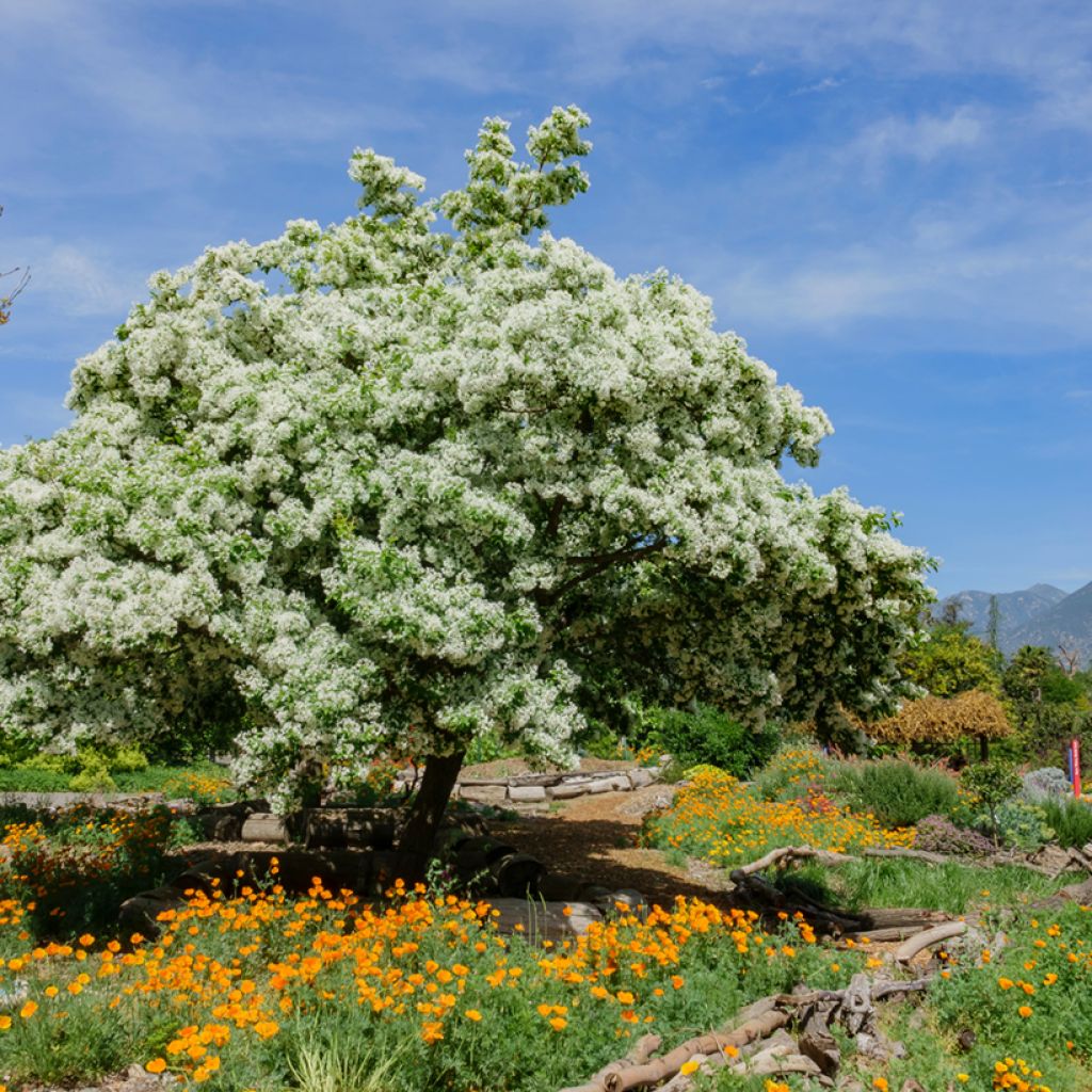Chionanthus virginicus - Sneeuwvlokkenboom