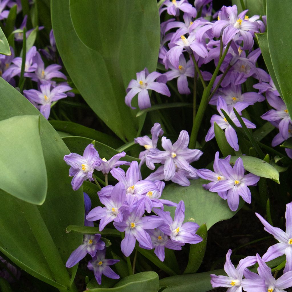 Chionodoxa forbesii Violet Beauty - Sneeuwroem