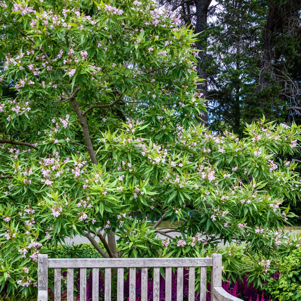 Chitalpa tashkentensis Pink Dawn - Tasjkent-chitalpa