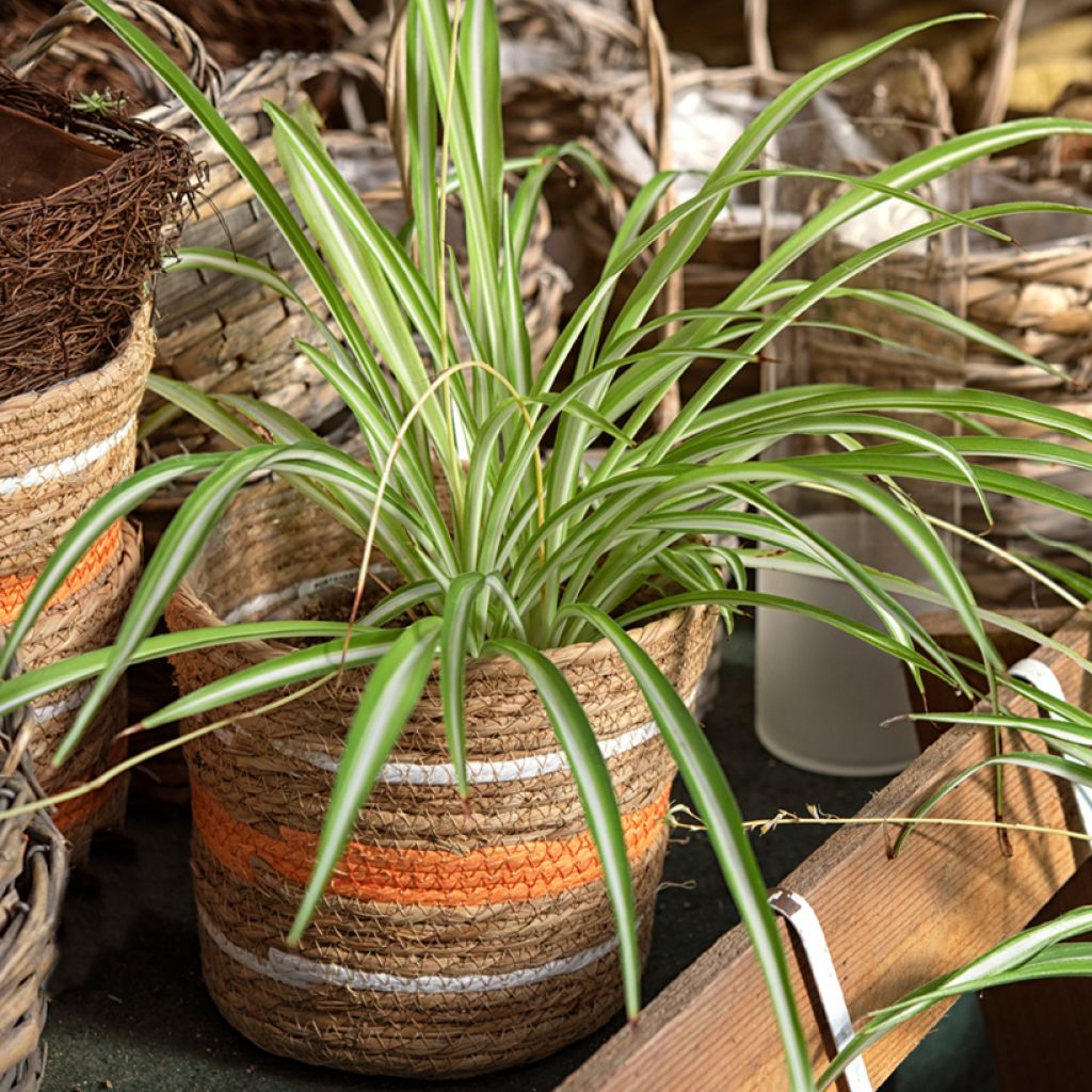 Chlorophytum comosum Variegatum - Graslelie