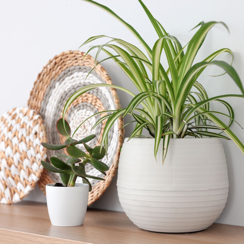 Chlorophytum comosum Variegatum - Graslelie