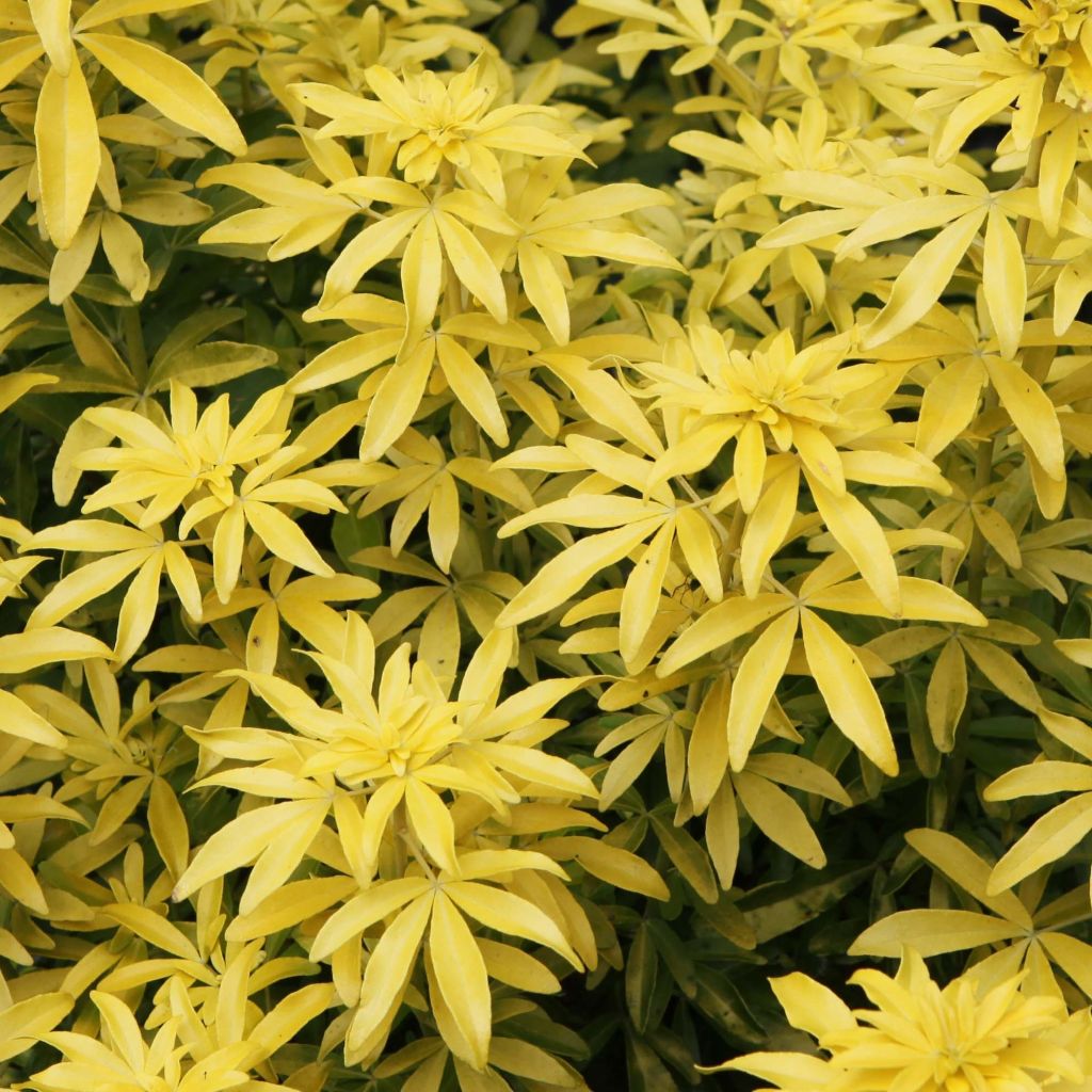 Choisya ternata Goldfinger - Mexicaanse oranjebloesem