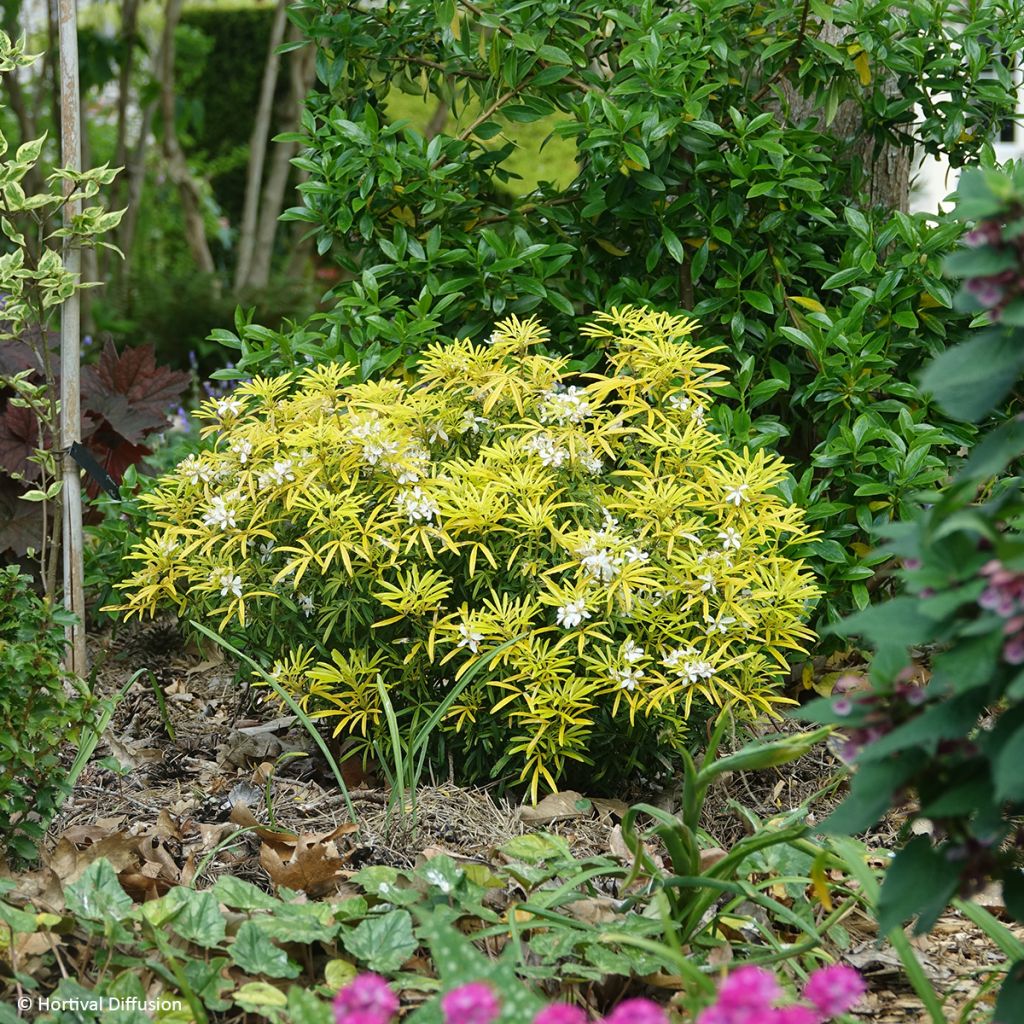 Choisya dewitteana Little Honey Bee - Mexicaanse oranjebloesem