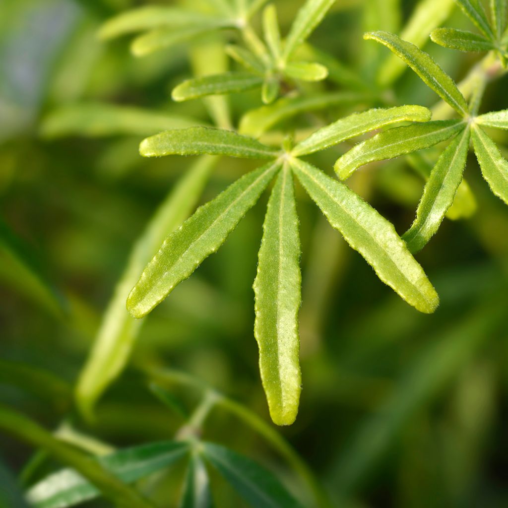 Choisya dewitteana White Dazzler - Mexicaanse oranjebloesem