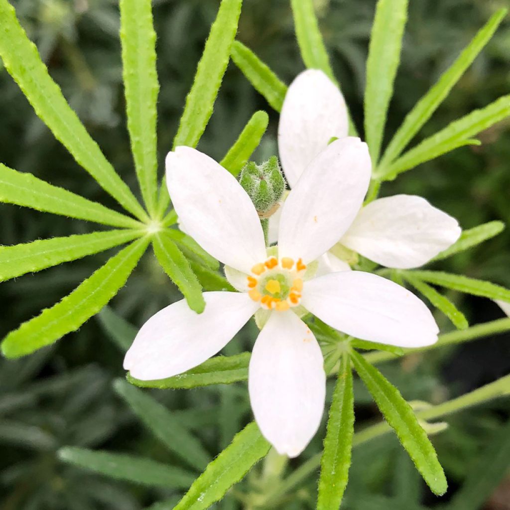 Choisya dewitteana White Dazzler - Mexicaanse oranjebloesem