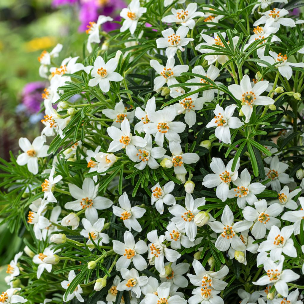 Choisya ternata Tiny Dancer - Mexicaanse oranjebloesem