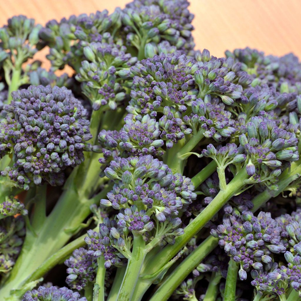 Broccoli Early Purple Sprouting