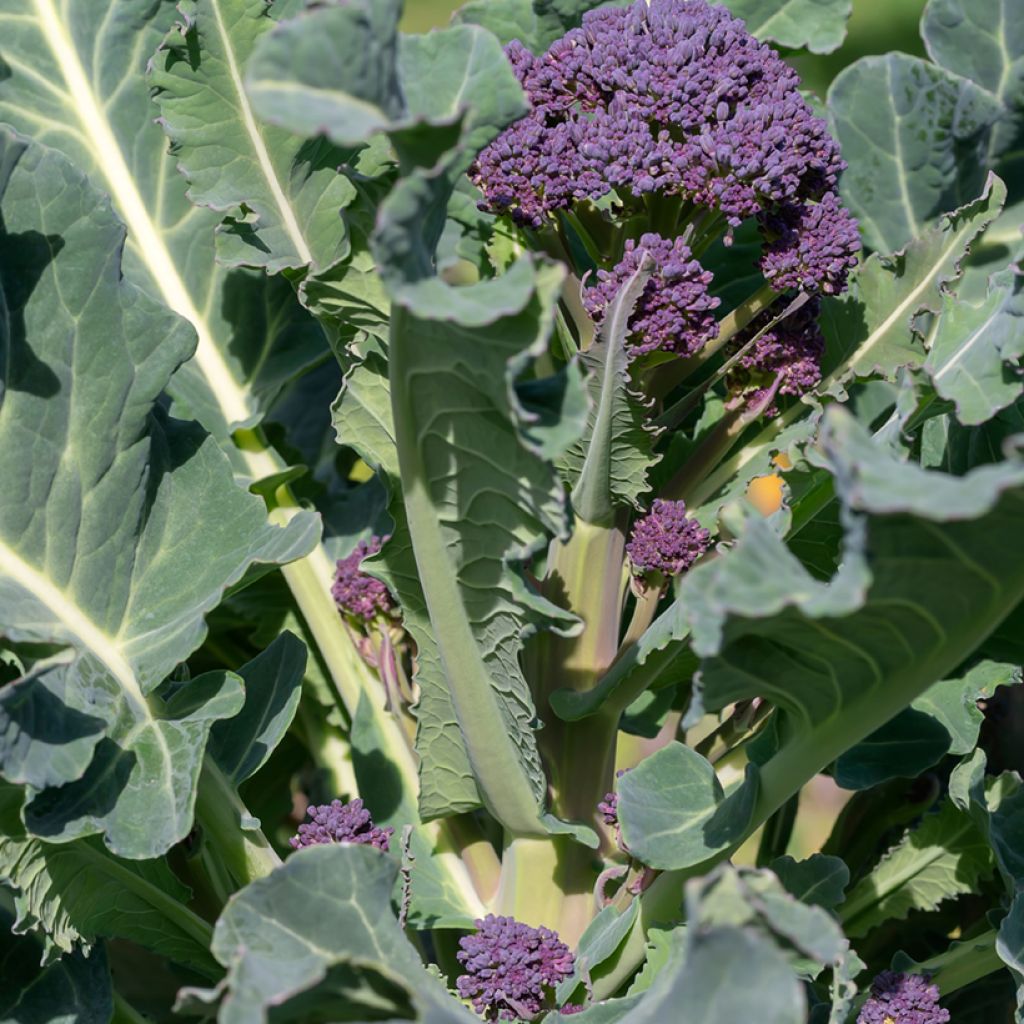 Broccoli Early Purple Sprouting