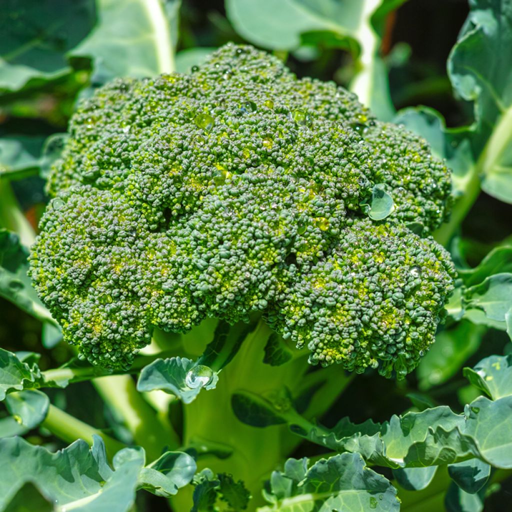 Broccoli Green Magic F1