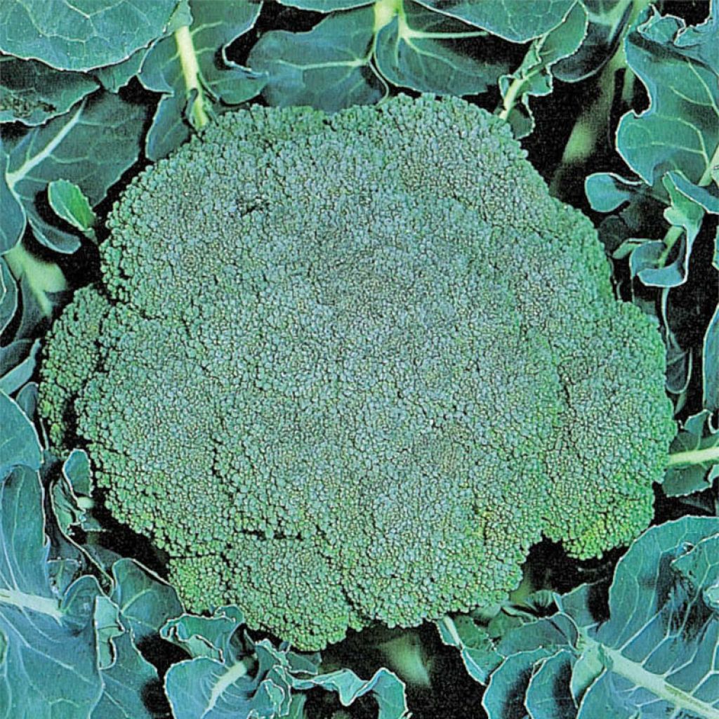 Broccoli Ramoso Calabrese BIO