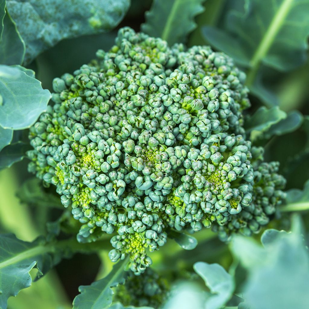 Broccoli Ramoso Calabrese BIO