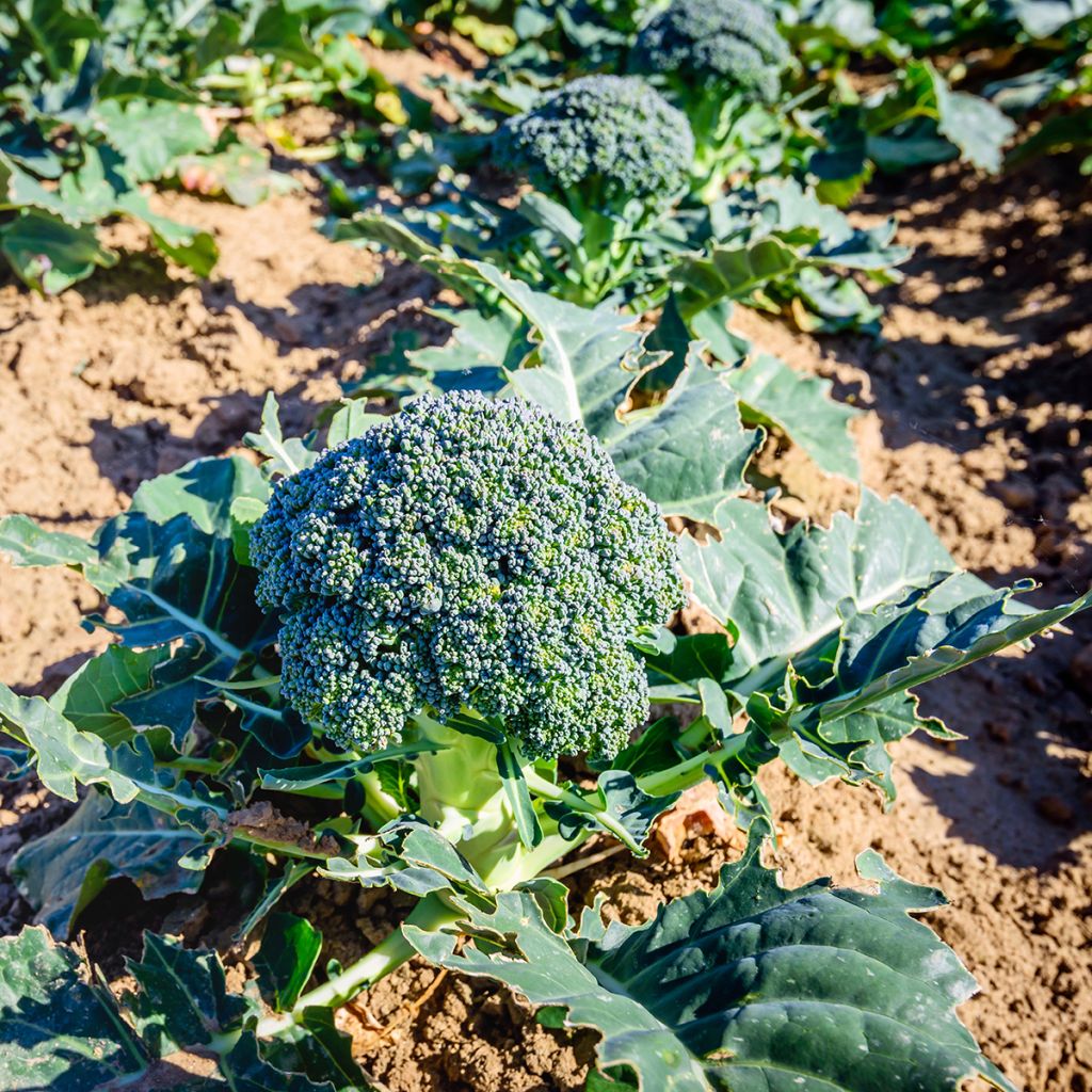 Broccoli Ramoso Calabrese BIO