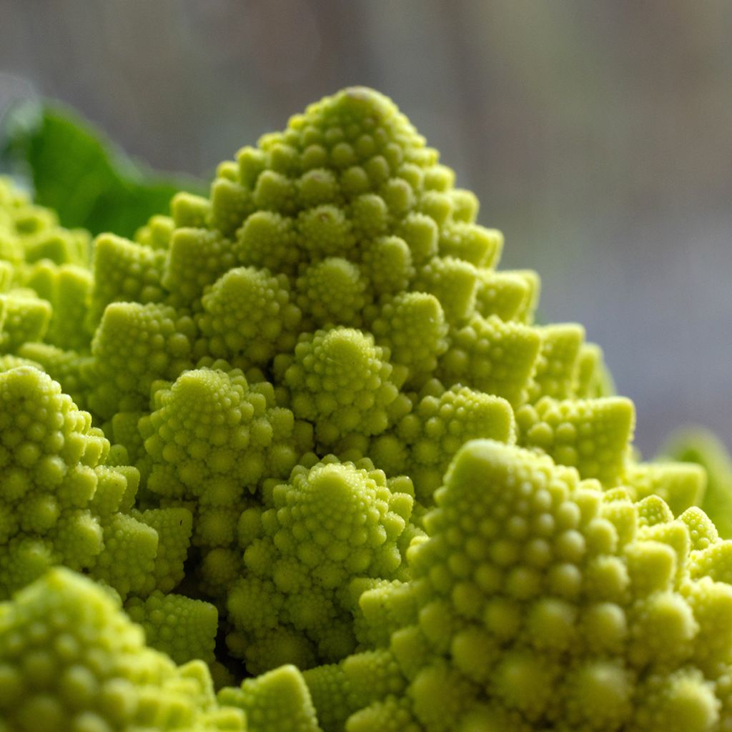 Romanesco BIO - Ferme de Sainte Marthe