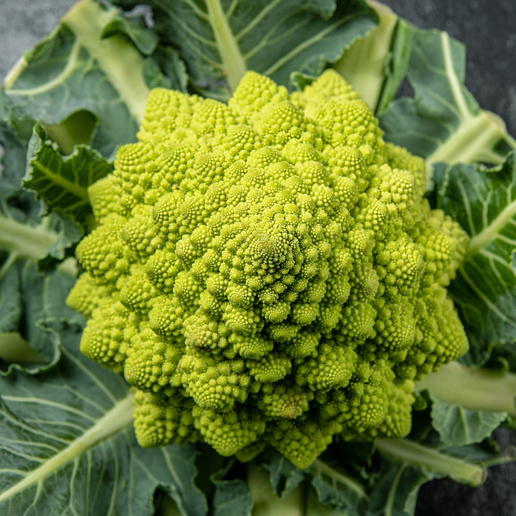 Romanesco BIO - Ferme de Sainte Marthe