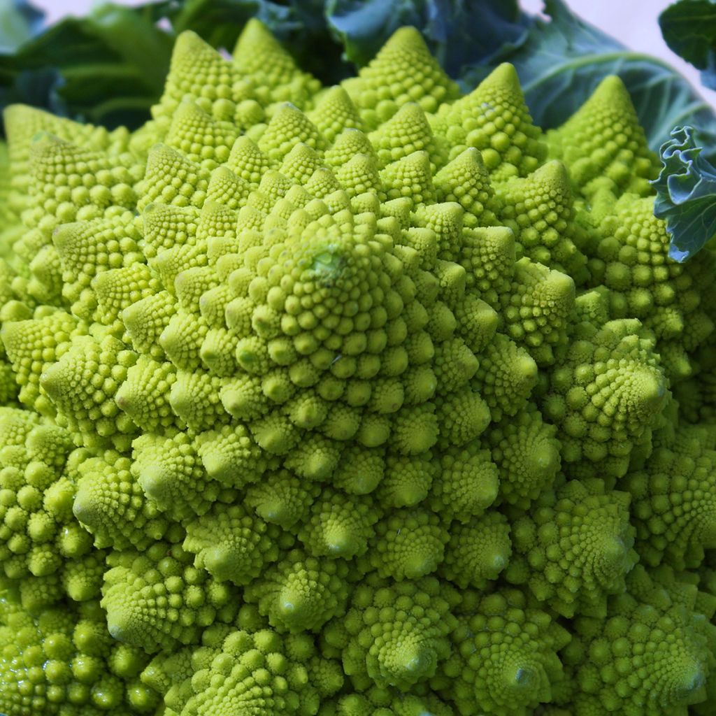 Romanesco