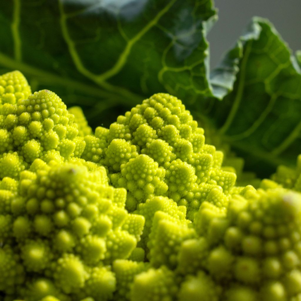 Romanesco