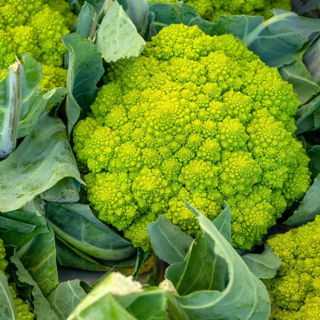 Romanesco
