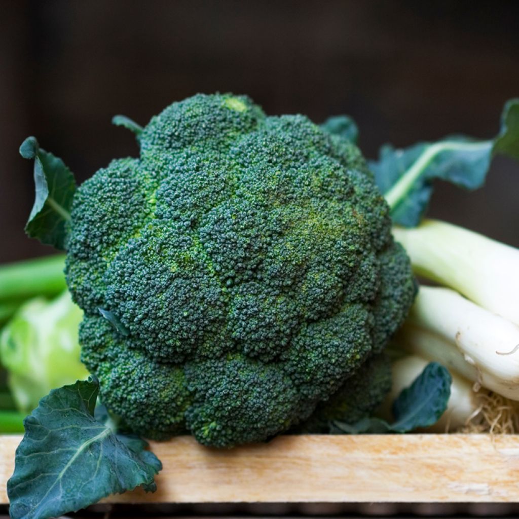Broccoli Verdia F1 - Vilmorin