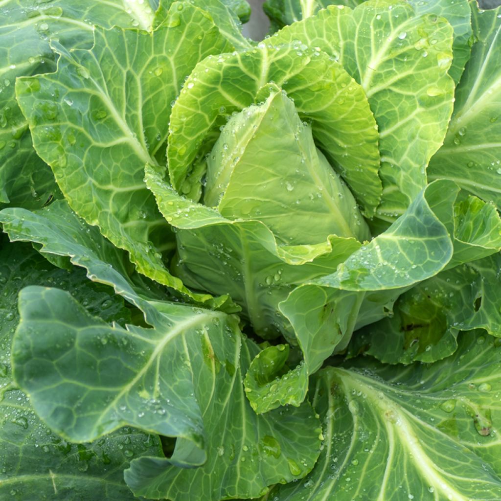 Spitskool Express Filderkraut