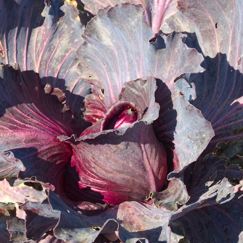 Rode spitskool Kalibos