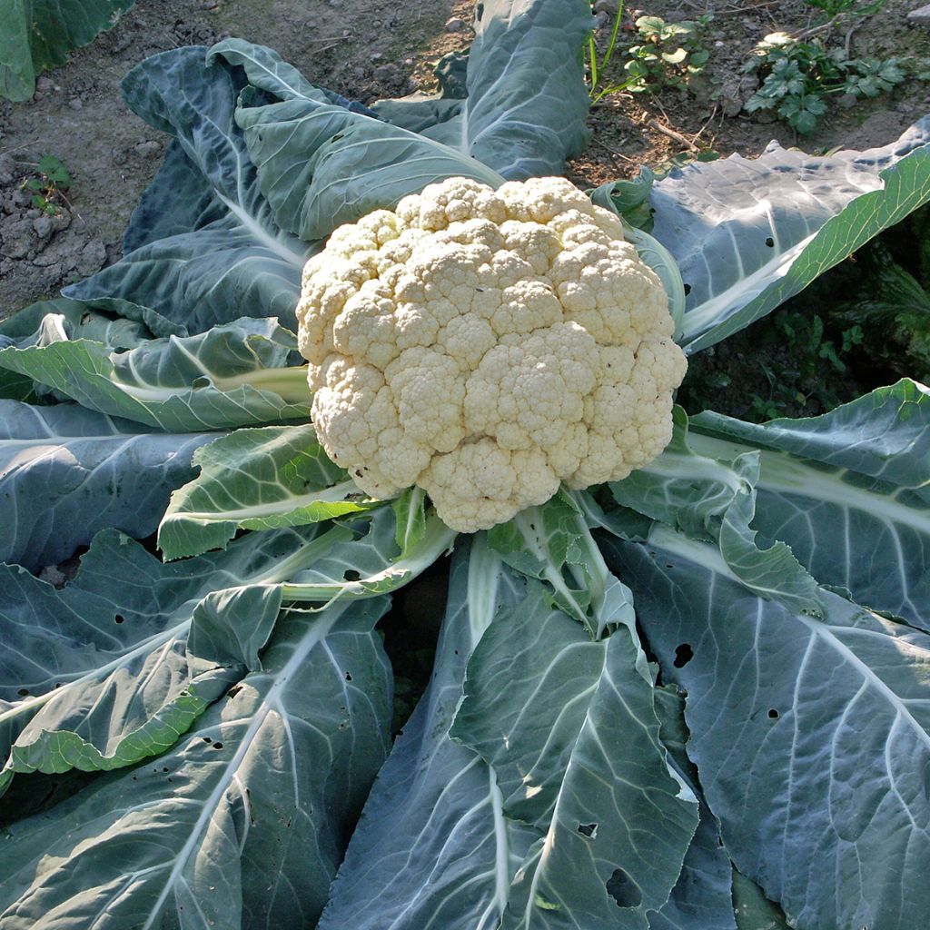 Bloemkool Wonder van Alle Seizoenen - Vilmorin