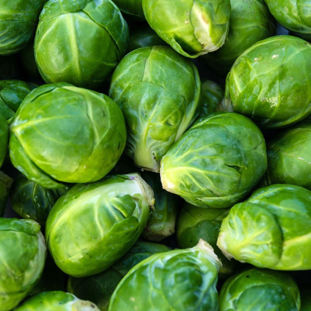 Spruitkool Amaroso F1