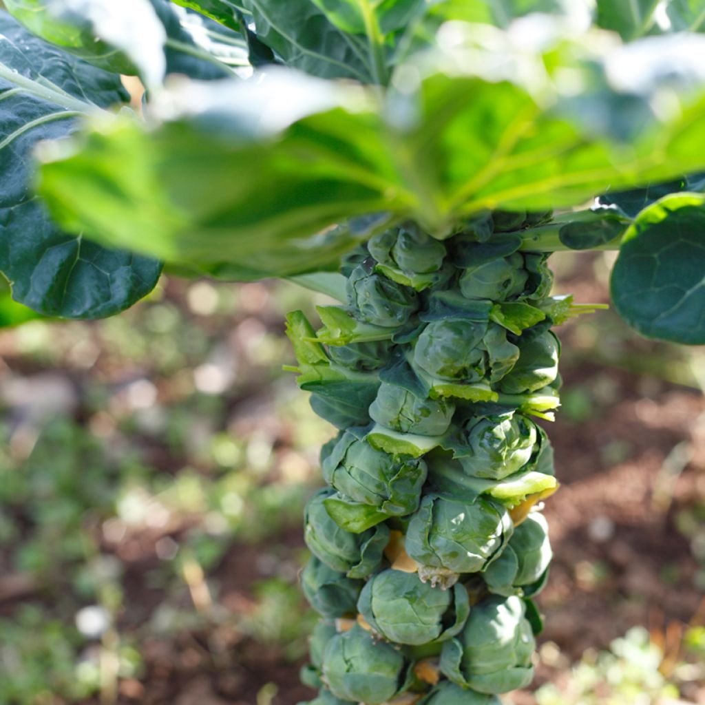 Spruitkool Trafalgar F1