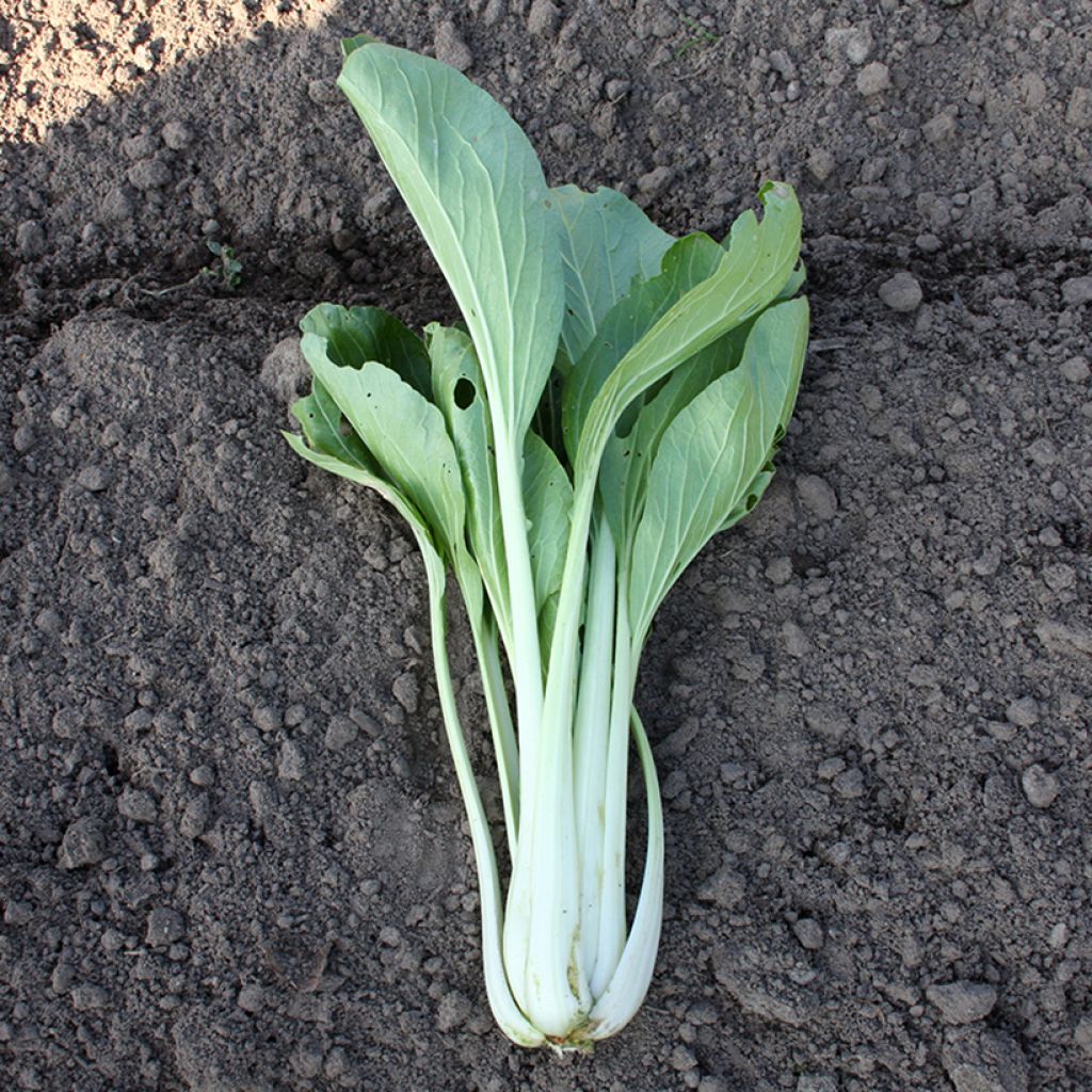 Chinese kool Pak Choi Taï Saï BIO