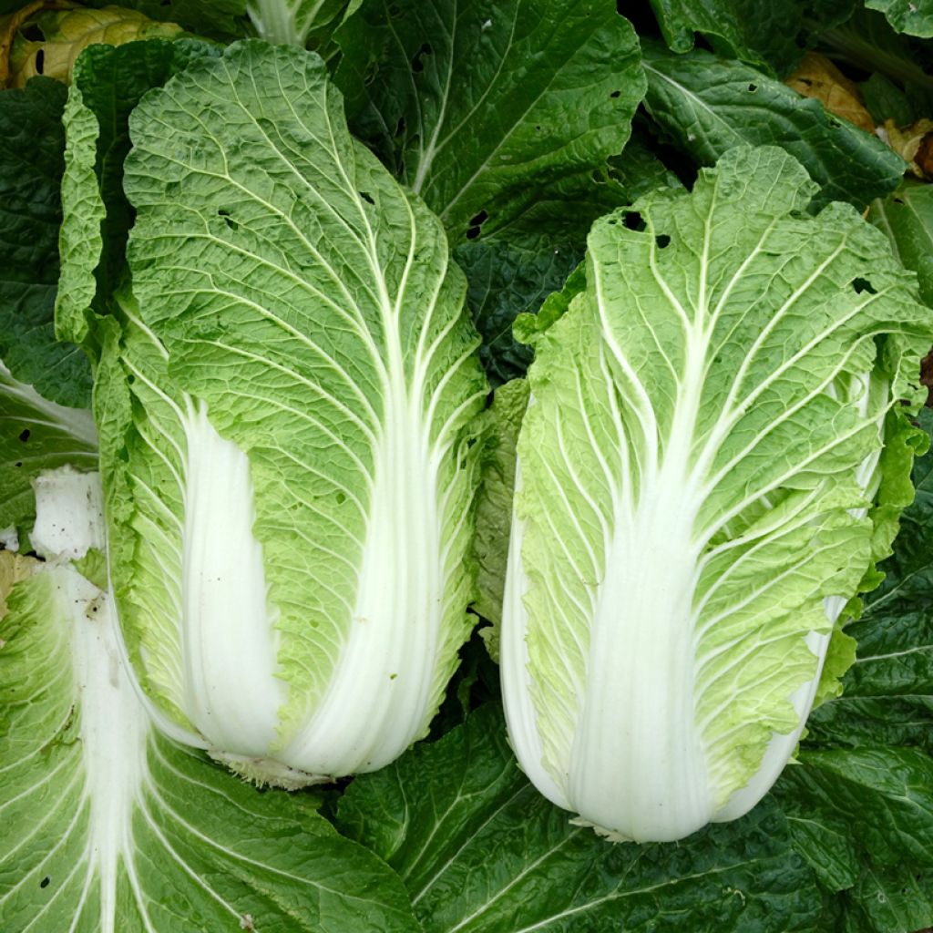 Chinese kool - Brassica rapa