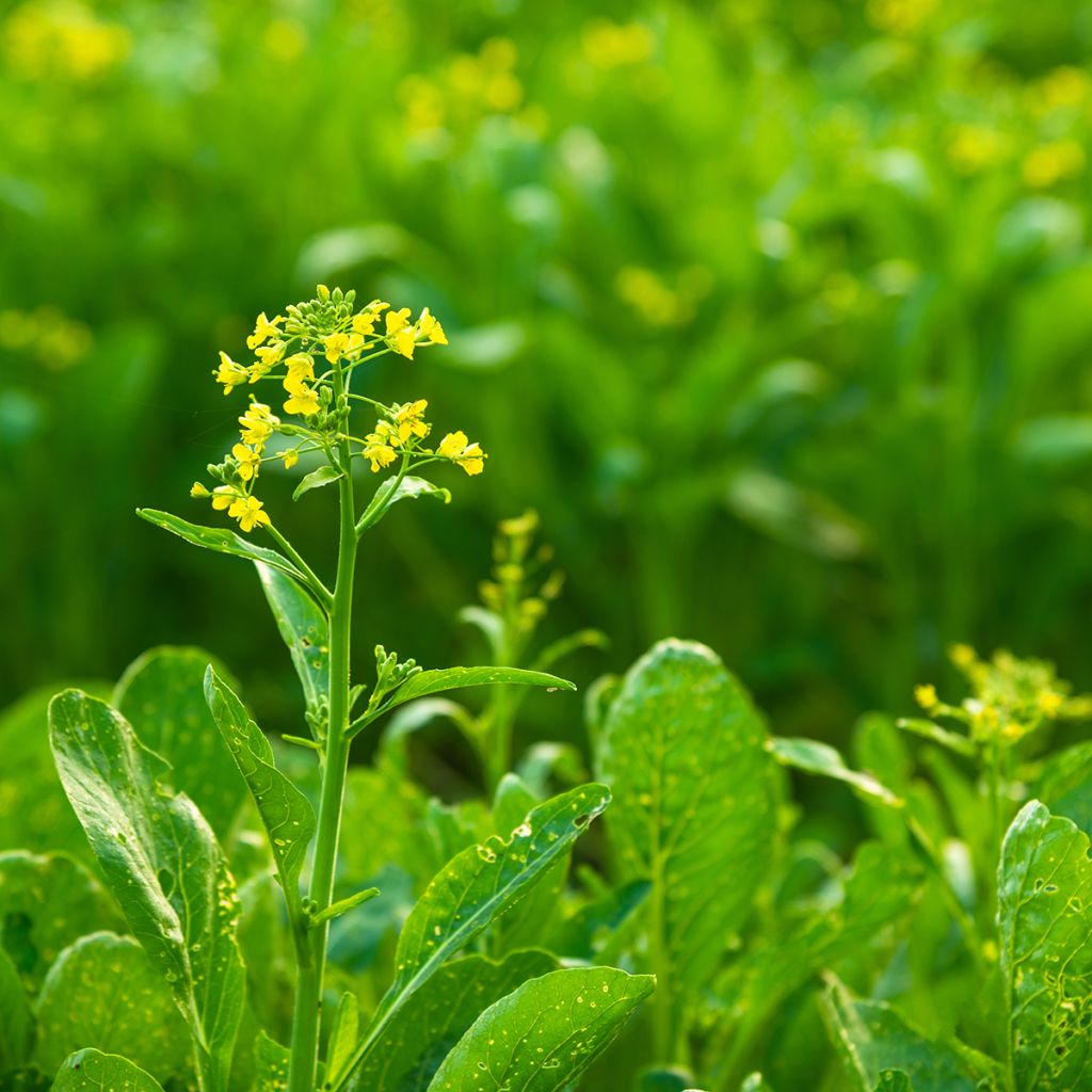 Chinese bloeiende kool Choy Sum