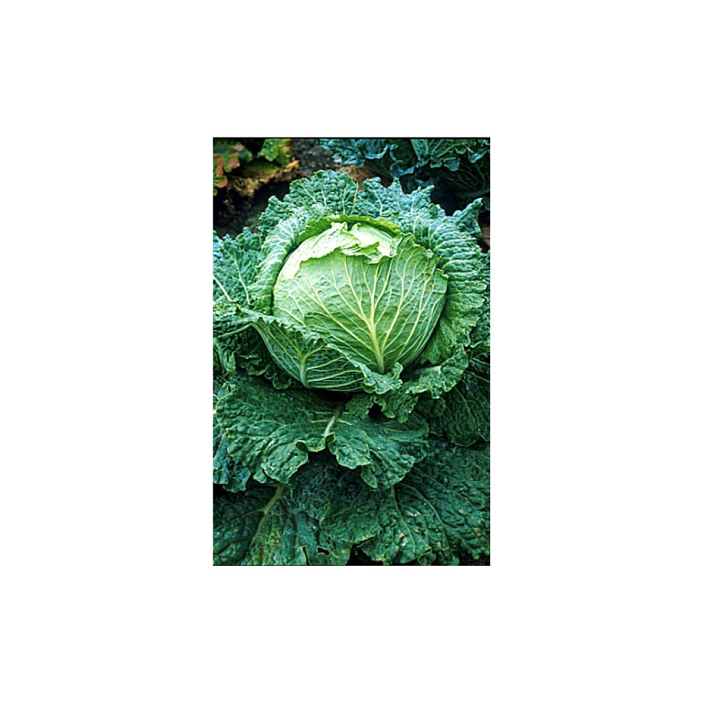 Chou de Milan Savoy King F1 - Roi des Milan