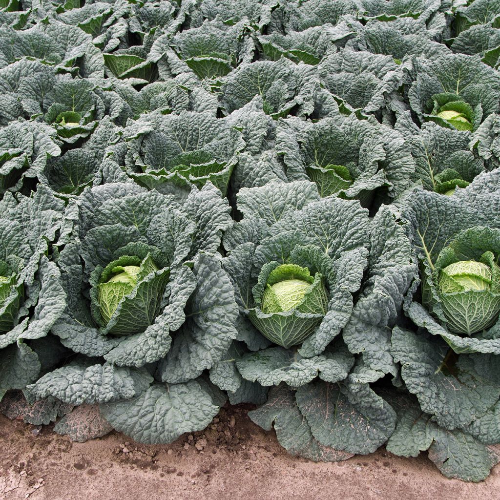 Savooikool Van Aubervilliers