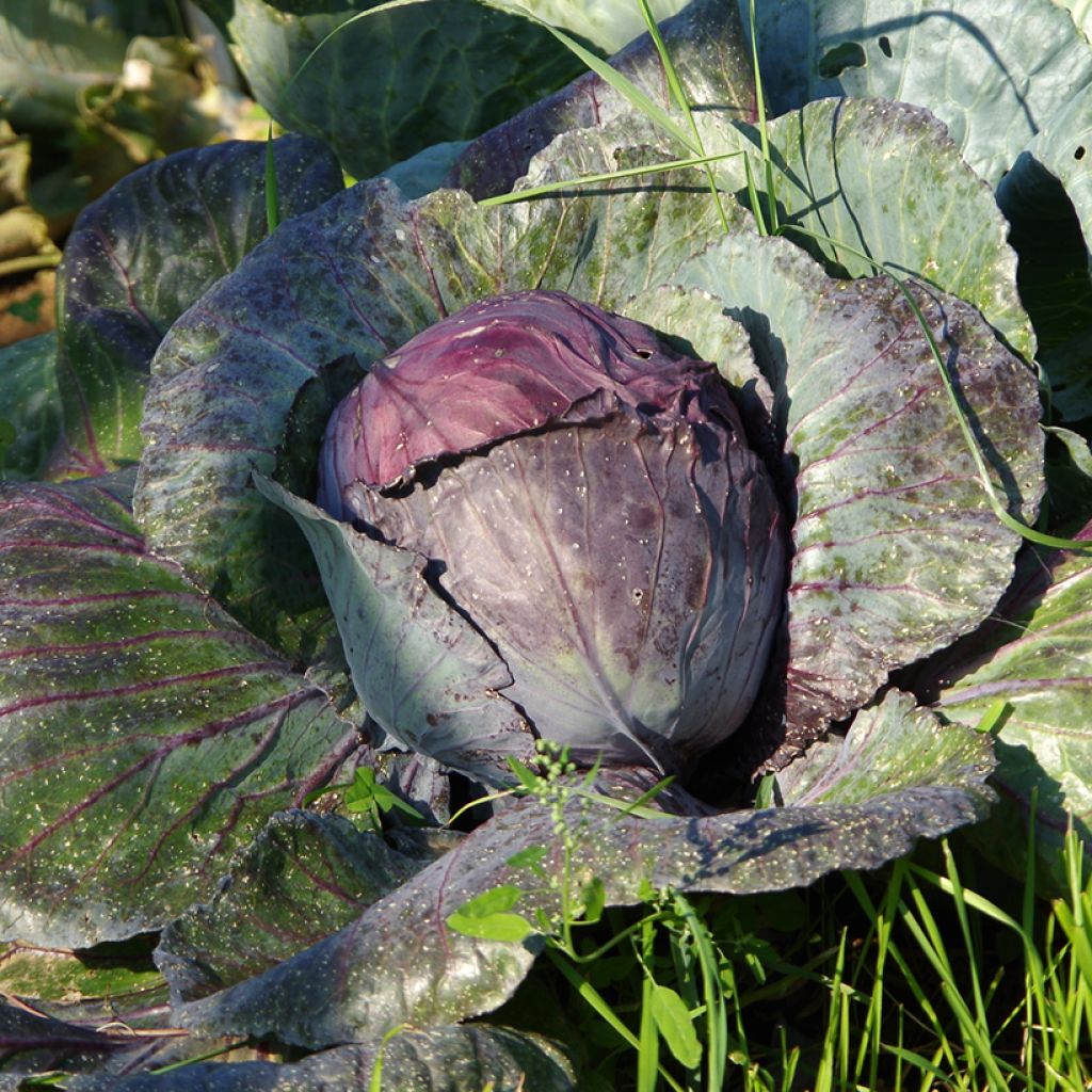 Rodekool Buscaro (jonge planten in kweekpotjes)