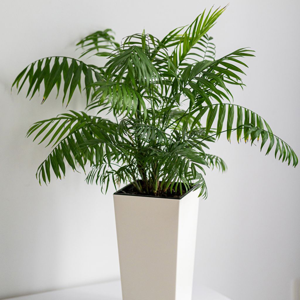Chrysalidocarpus lutescens - Arecapalm