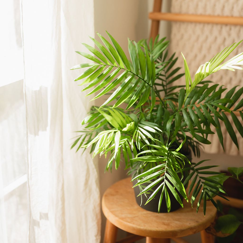 Chrysalidocarpus lutescens - Arecapalm