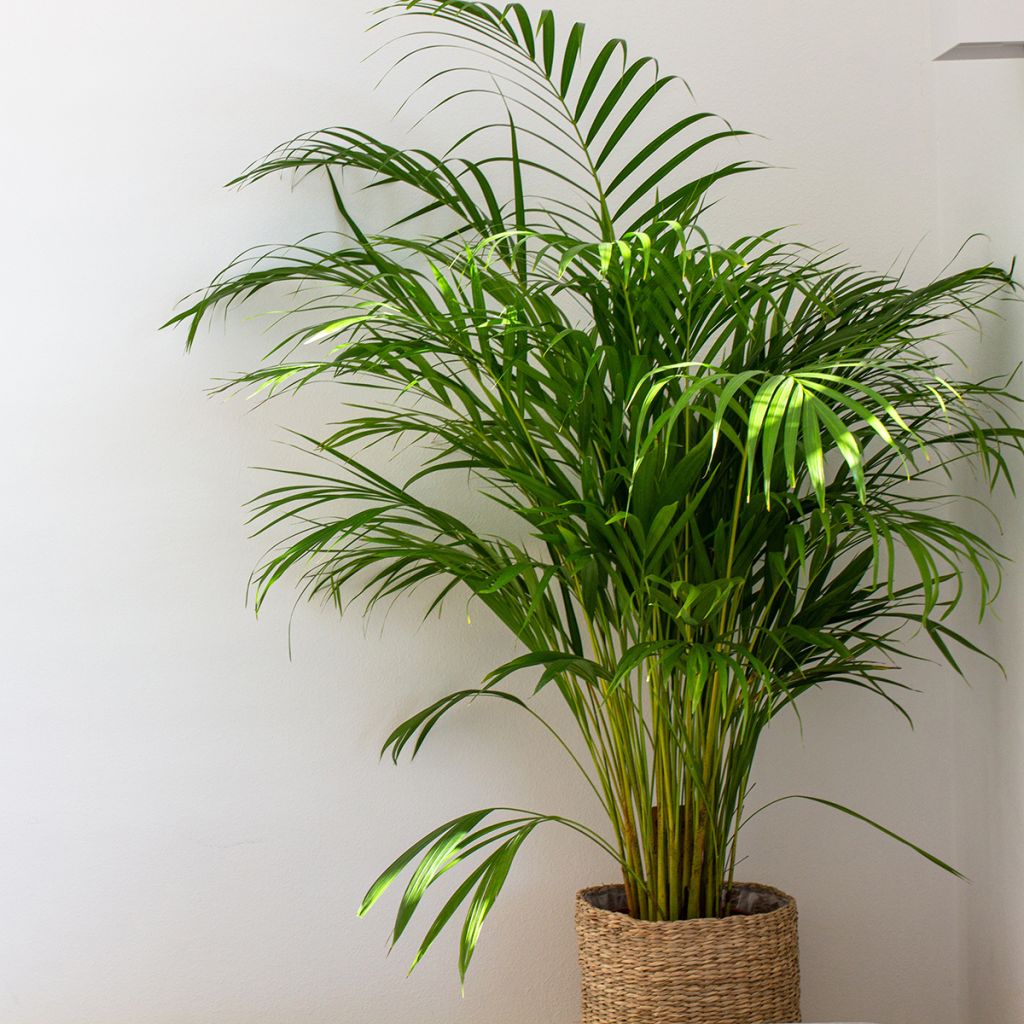 Chrysalidocarpus lutescens - Arecapalm